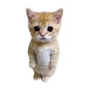 TradeCat