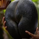 cOCO-coco