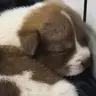 兜福
