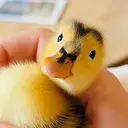 DINKY