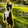 ChooChoo