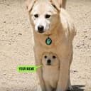 The Under Dog