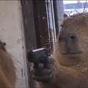 capybara