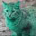 Cyancat