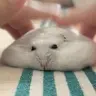 鼠片