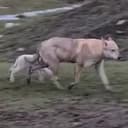 Lamb