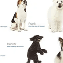 Dogs
