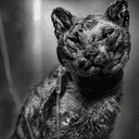 HCAT