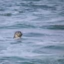 seal