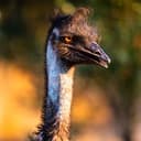 EMU