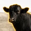 ANGUS