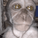 CallMonkey