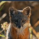 FOX