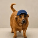 fatdog