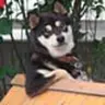 Cooldog