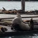 CHONKERS