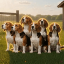 Beagles