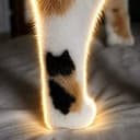 PAW