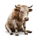 CASHBULL