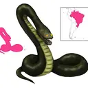 BOIÚNA