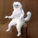 WHY