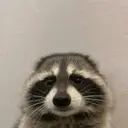coon