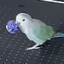 Xiaogui