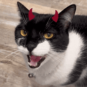evilkitty