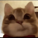 TINA