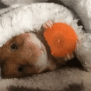 CARROTS