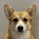 corgi