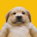 saddog