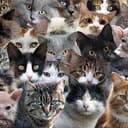 INTCATDAY