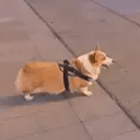 FomoDog