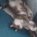 chchka