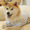 DOGUE