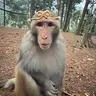 Wukong