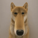 DOOOOOOOOG