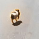 Wilbur