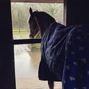 STABLES