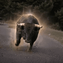 Bison