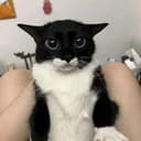 kitty
