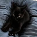 PANTHER