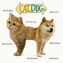 CATEDOGE