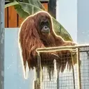 Didi