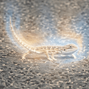 Lizard