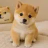 BABYDOGE