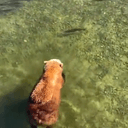 CHILLBEAR