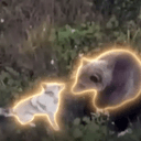 HUSKY