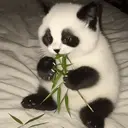 PANDACAT